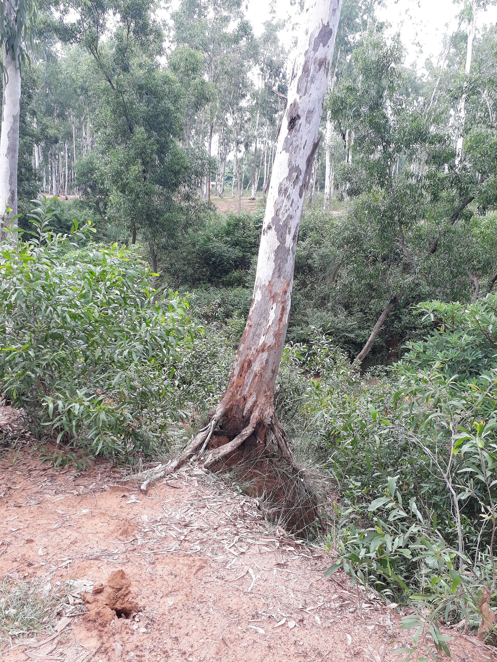 Khoai landscape