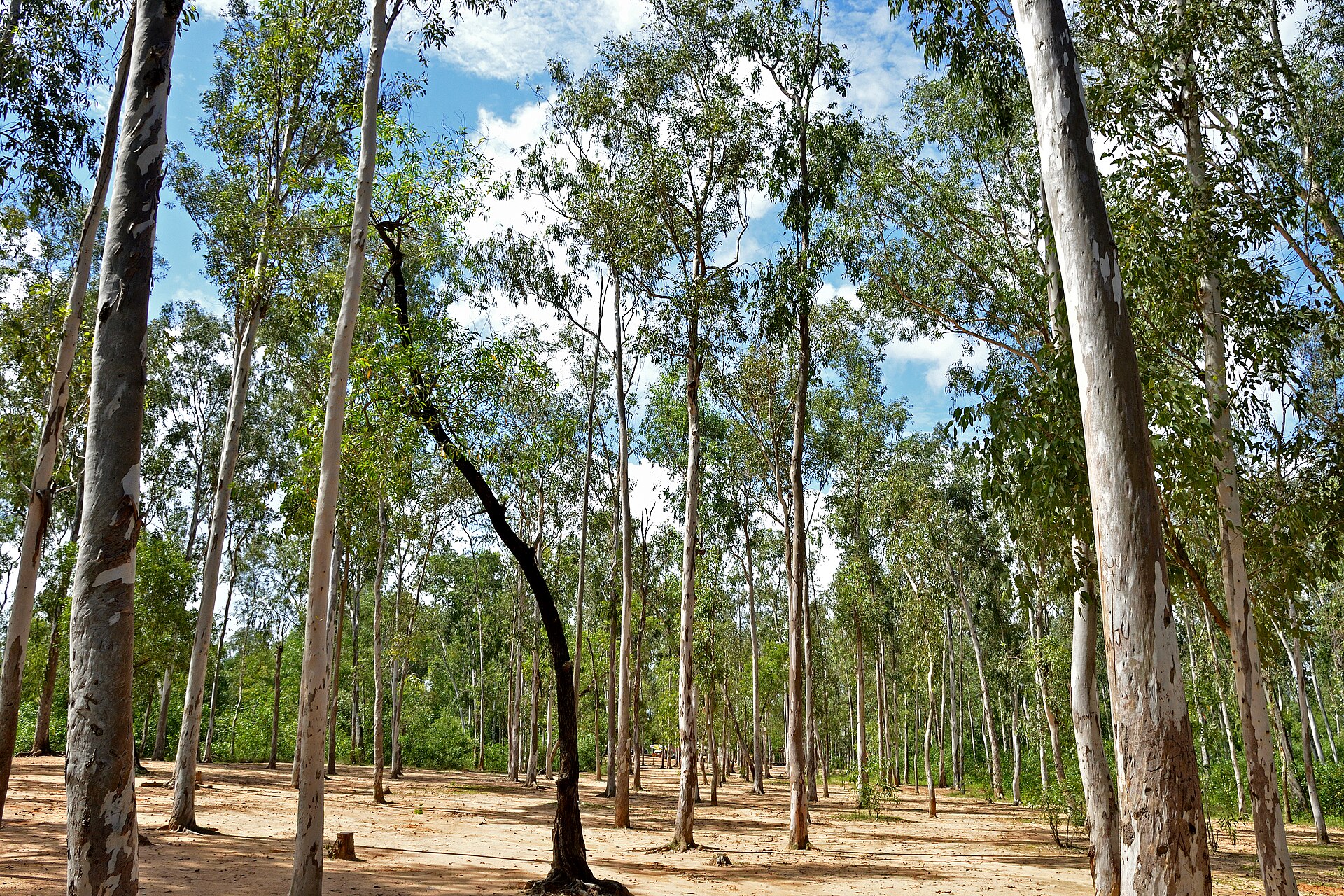 Sonajhuri Forest at dawn